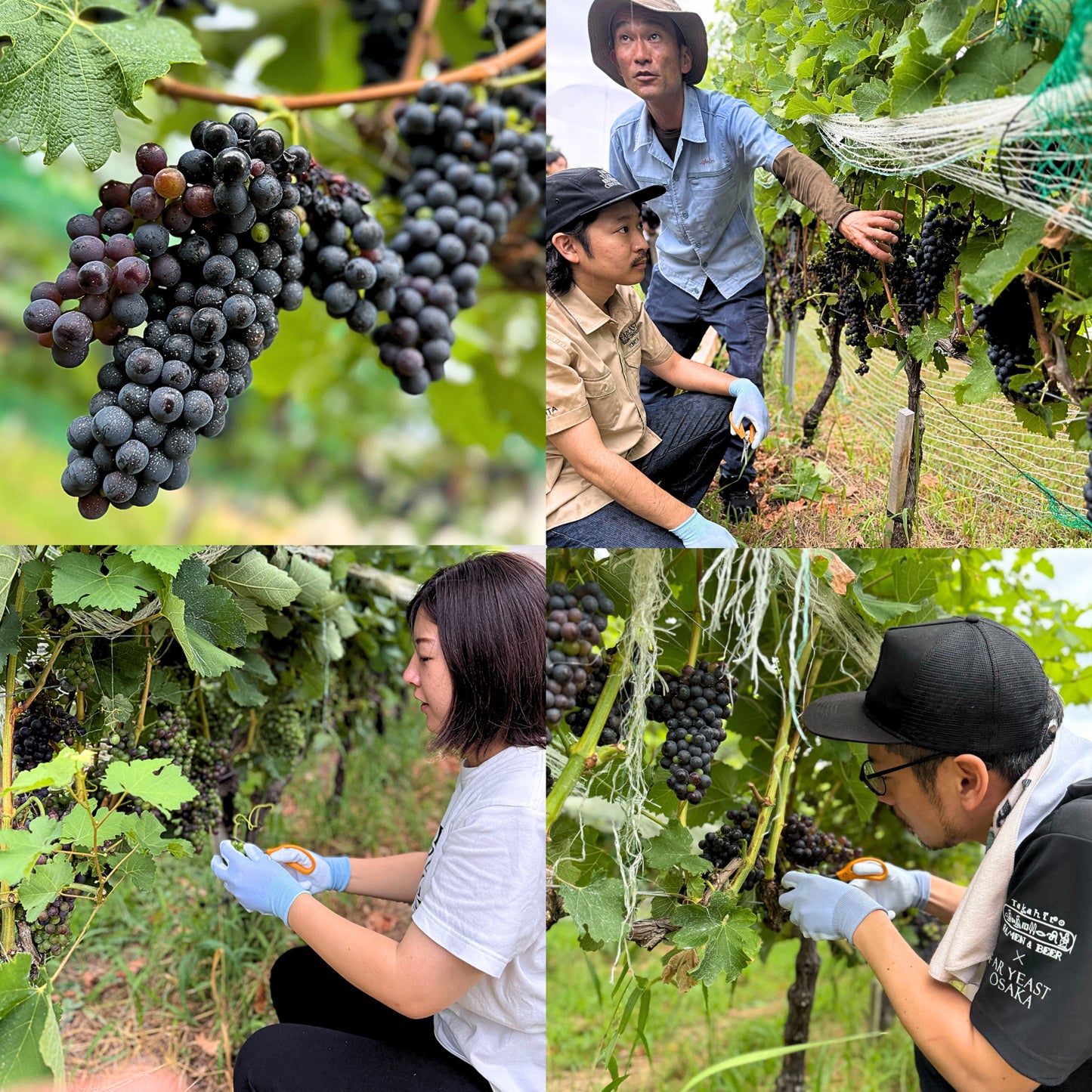 Far Yeast Grapevine