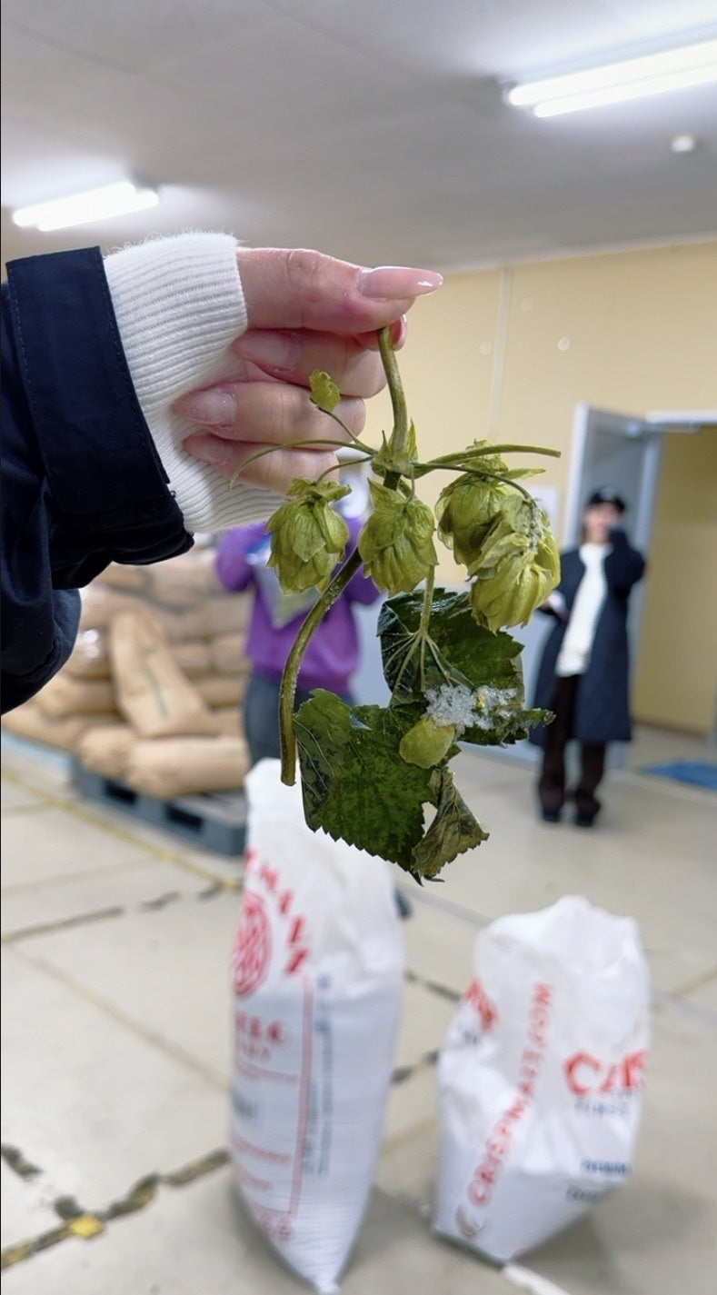 ホップの香りを確認する